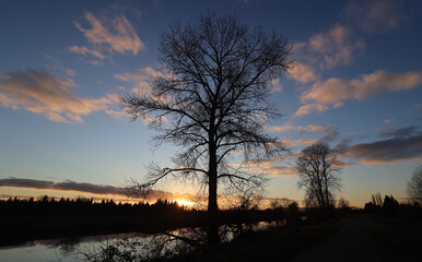 Naklejka premium Contours of winter tree during sunset