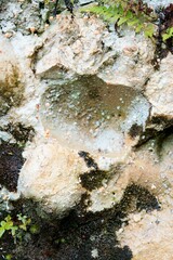 Old White Rock Surface with Sparse Vegetation – Natural Landscape Texture