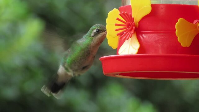 A vibrant hummingbird drinks nectar from a red and yellow artificial feeder FHD 60fps
