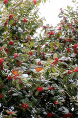 Birds Sitting in a Snow Covered Holly Tree 