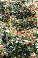Birds Sitting in a Snow Covered Holly Tree 