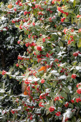 Birds Sitting in a Snow Covered Holly Tree 