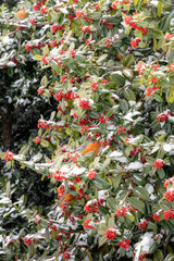 Birds Sitting in a Snow Covered Holly Tree 