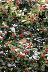 Birds Sitting in a Snow Covered Holly Tree 