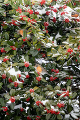 Birds Sitting in a Snow Covered Holly Tree 