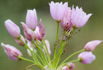 Ragno, Neoscona adianta spider. Sassari, Sardegna, Italia