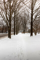 Snow Covered Trees in the Winter