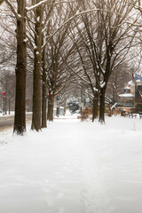 Snow Covered Trees in the Winter