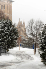 Snow Covered Trees in the Winter
