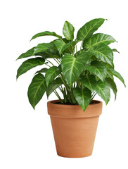 Vibrant Green Potted Plant in Earthy Clay Pot – Transparent