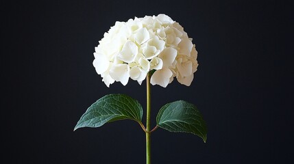 White hydrangea bloom, dark background, studio shot, floral design