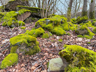 green moss on the stone, Green algae growing on rocks and trees