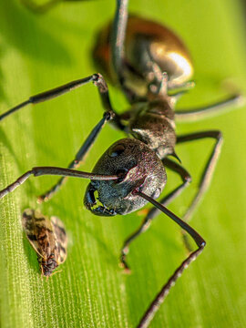 Black ants are having breakfast