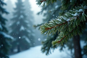 Dense pine foliage with frosty snowflakes falling, serene atmosphere, evergreen trees