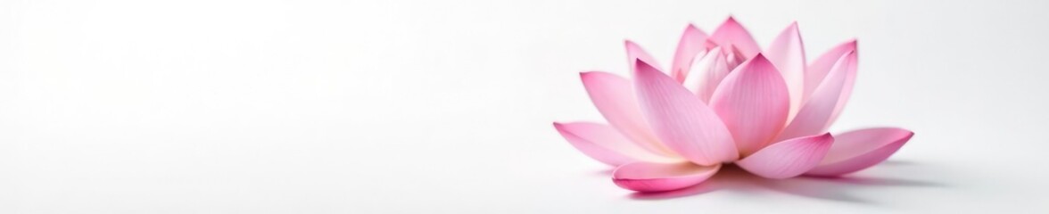 Fototapeta premium Elegant pink lotus flower with soft petals against white background, peaceful, exotic, serene
