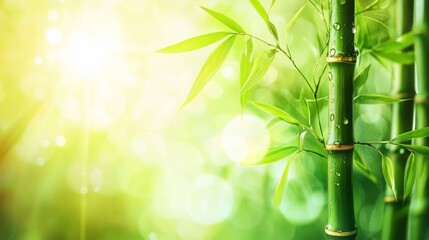 Fototapeta premium Vibrant bamboo leaf with dewdrops, soft sunlight, blurred flowers, embodying summer's refreshing simplicity. 