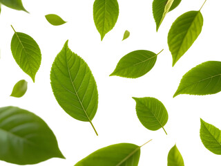 Fototapeta premium Green Leaves Floating And Flying Leaves, isolated on plain white background