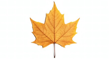 Fototapeta premium Detailed Study of a Fallen Leaf with Prominent Vein Patterns