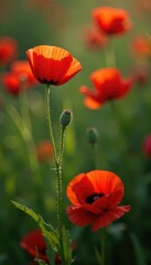 Obraz premium Miniature poppy buns in shades of red and green, foliage, flowers