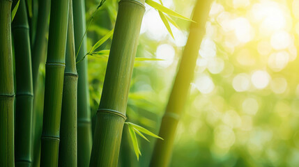 Obraz premium Close-Up View of Vibrant Green Bamboo Stalks Illuminated by Gentle Natural Light
