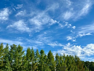 맑은 하늘과 구름 그리고 나무