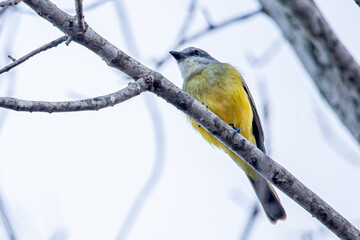The melancholic tyrant is a species of passerine bird in the Tyrannidae family, belonging to the Tyrannus genus. It is native to tropical America and is distributed from the southern United States