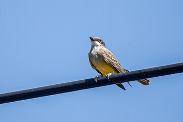 The melancholic tyrant is a species of passerine bird in the Tyrannidae family, belonging to the Tyrannus genus. It is native to tropical America and is distributed from the southern United States