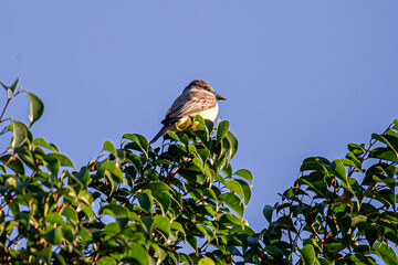 The melancholic tyrant is a species of passerine bird in the Tyrannidae family, belonging to the Tyrannus genus. It is native to tropical America and is distributed from the southern United States