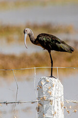 The white-faced ibis (Plegadis chihi), also known as the white-faced ibis, marsh crow, and swamp crow, is a species of pelecaniform bird.