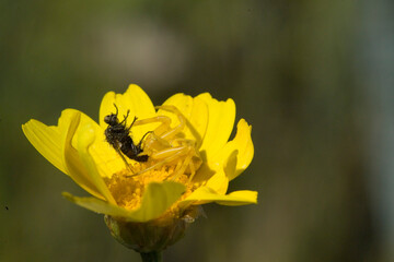 Crab Spider (Thomisus onustus), female with prey,. Sardinia, Italy
