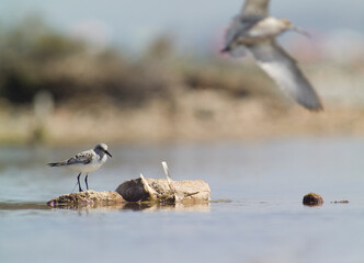 Gambecchio comune - Little Stint (Calidris minuta). Lagune delle Saline. Stintino. Sassari, Sardegna. Italia