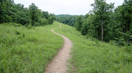 Fototapeta premium Winding Trail Through Lush Meadow