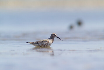 Piovanello comune - Curlew Sandpiper, (Calidris ferruginea) Lagune delle Saline, Stintino. Sardegna. Italia
