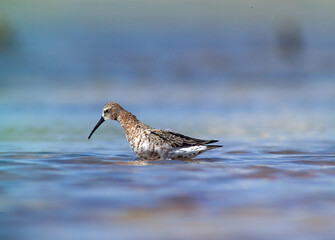 Piovanello comune - Curlew Sandpiper, (Calidris ferruginea) Lagune delle Saline, Stintino. Sardegna. Italia