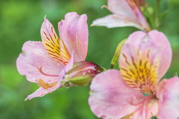 alstroemeria