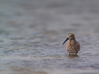 Piovanello comune - Curlew Sandpiper, (Calidris ferruginea) Lagune delle Saline, Stintino. Sardegna. Italia