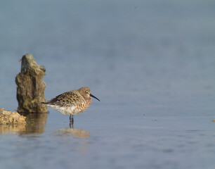 Piovanello comune - Curlew Sandpiper, (Calidris ferruginea) Lagune delle Saline, Stintino. Sardegna. Italia