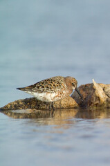 Piovanello comune - Curlew Sandpiper, (Calidris ferruginea) Lagune delle Saline, Stintino. Sardegna. Italia