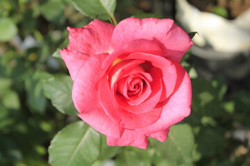 Flowers are the reproductive structures of flowering plants (angiosperms), known for their beauty, fragrance, and variety of colors. They play a crucial role in plant reproduction, attracting pollinat