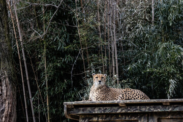 Beautiful cheetah sitting on a stone wall at the st louis zoo