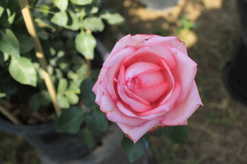 Flowers are the reproductive structures of flowering plants (angiosperms), known for their beauty, fragrance, and variety of colors. They play a crucial role in plant reproduction, 