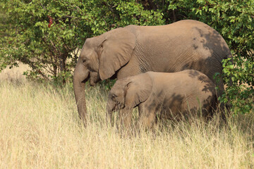 Fototapeta premium Afrikanischer Elefant / African elephant / Loxodonta africana