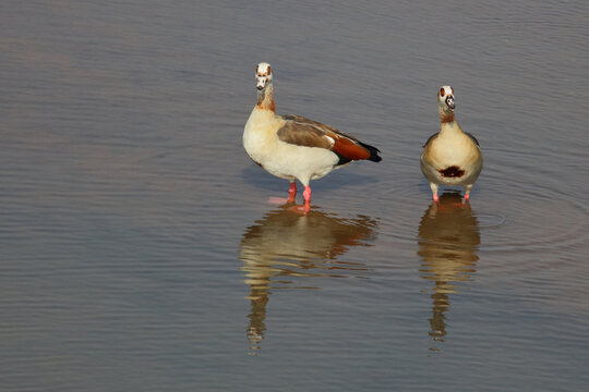 Nilgans / Egyptian goose / Alopochen aegyptiacus