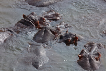 Flußpferd / Hippopotamus / Hippopotamus amphibius