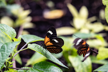 Butterflies and moths at the st louis zoo