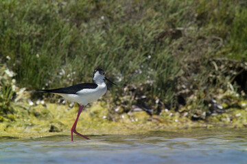 Black-winged Stilt (Himantopus himantopus).Stintino, salt pan lagoons. Sardinia. Italy