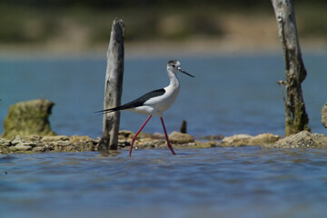 Black-winged Stilt (Himantopus himantopus).Stintino, salt pan lagoons. Sardinia. Italy