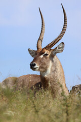 Wasserbock / Waterbuck / Kobus ellipsiprymnus