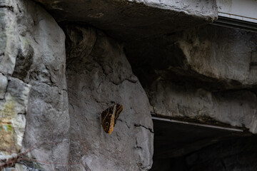 Butterflies and moths at the st louis zoo