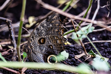 Butterflies and moths at the st louis zoo